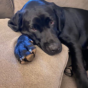 Meet your Posher, Joann